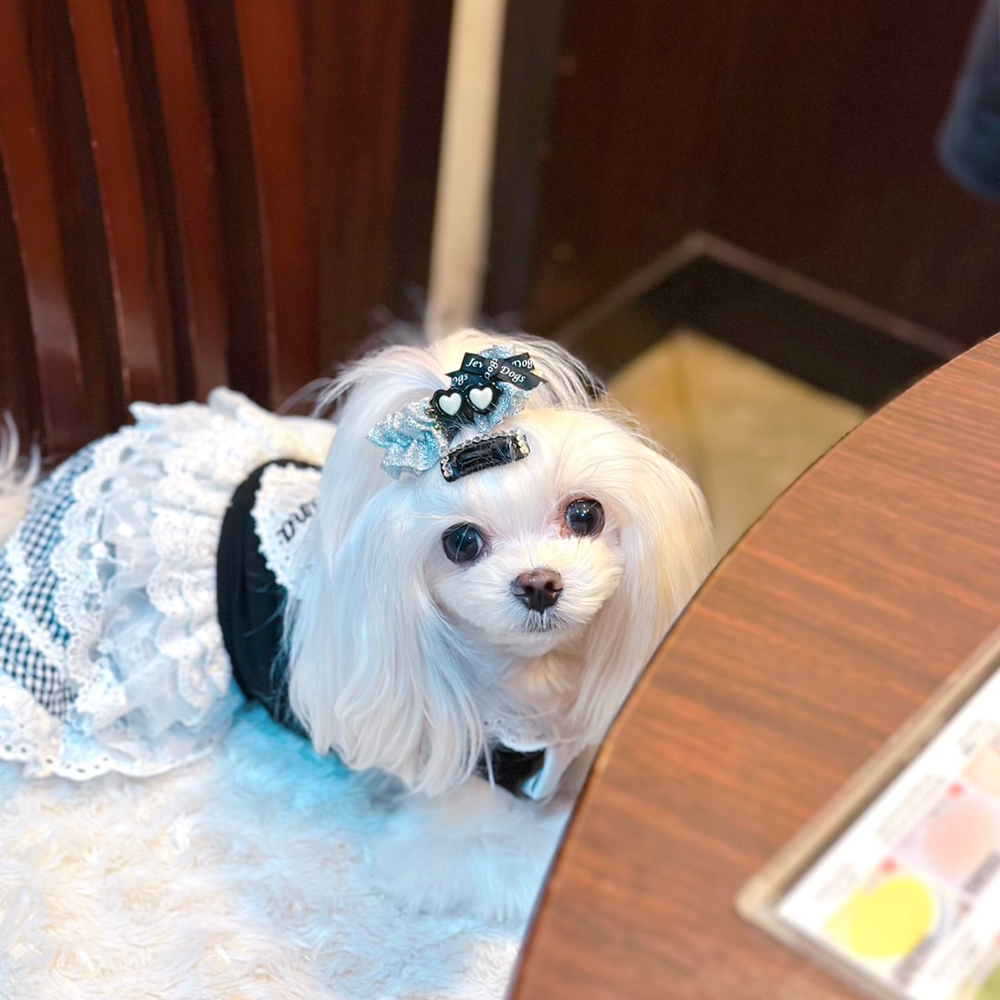 ☆卒業犬ふじちゃんの近況☆